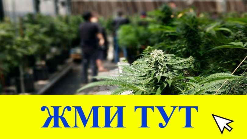 Купить наркотики в Зиме